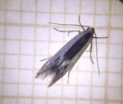 Réf. 239 353 : Thiotricha subocellea